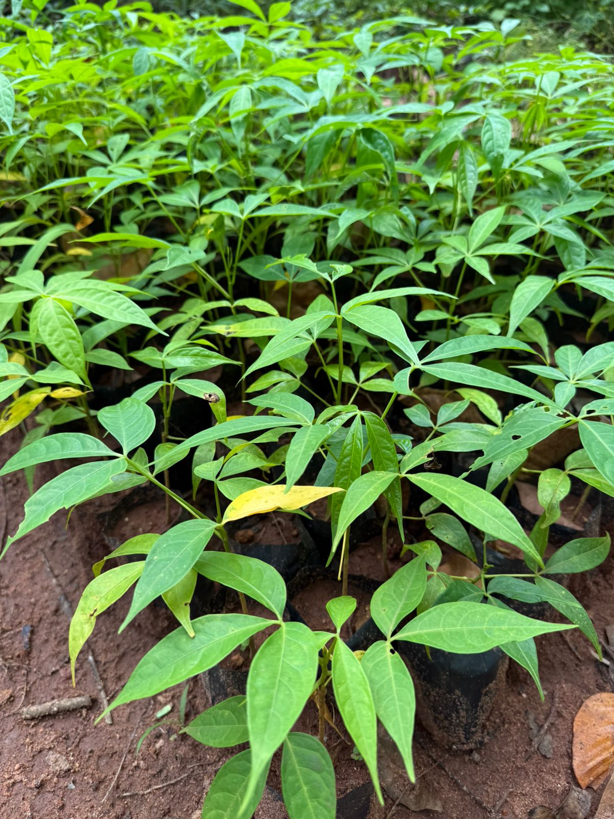 Pink Silk-Cotton Tree (Bombax ceiba) Rare Live Plant