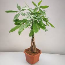 Pachira Aquatica ‘Money Tree Bonsai’ Live Plant