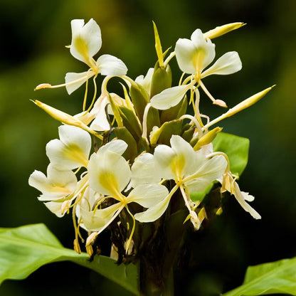 Hedychium Yellow Highly Fragrant All Time Flowering Rare Live Plant