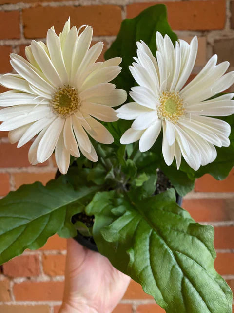 Gerbera White Flowering Live Plant Pot with Flowers