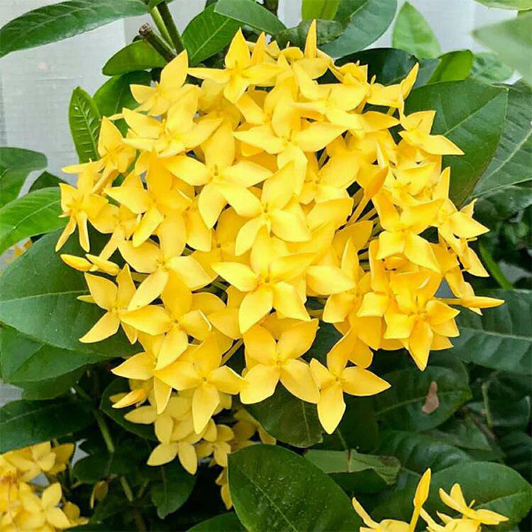 Dwarf Ixora Yellow All Time Flowering Live Plant