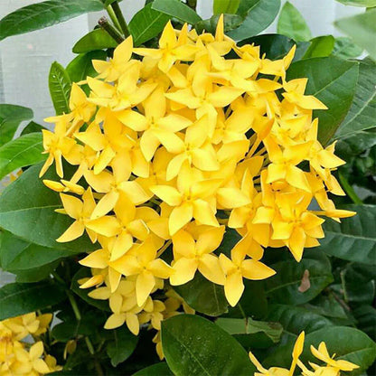 Dwarf Ixora Yellow All Time Flowering Live Plant