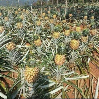 Pineapple (Ananas comosus) Live Fruit Plant