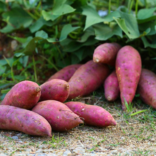 Sweet Potato Vine- Sakkaravalli Kilangu Live Plant
