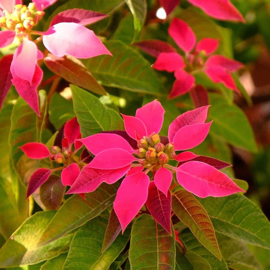 Poinsettia Red (Euphorbia pulcherrima) Rare Flowering  live Plant