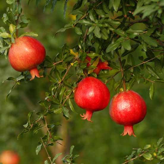 Pomegranate (Bhagwa) Layered Fruit Plant With Flower
