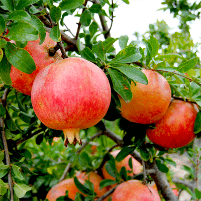 Pomegranate (Ganesh) Layered Fruit Plant With Flowers