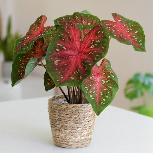 Caladium (Heart of Jesus) Ornamental Live Plant
