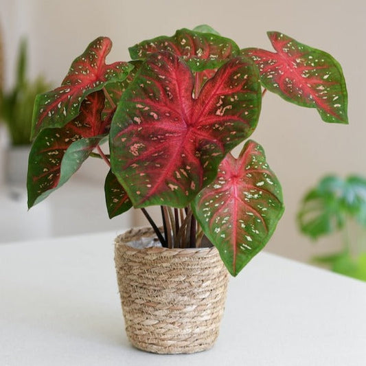 Caladium (Heart of Jesus) Ornamental Live Plant