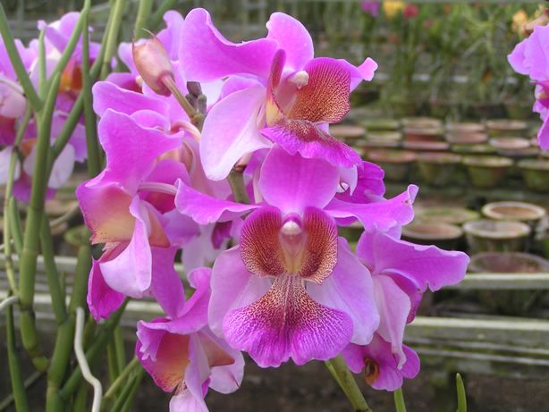 Papilionanthe Miss Joaquim  Orchid Live Plant