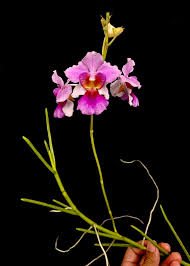 Papilionanthe Miss Joaquim  Orchid Live Plant