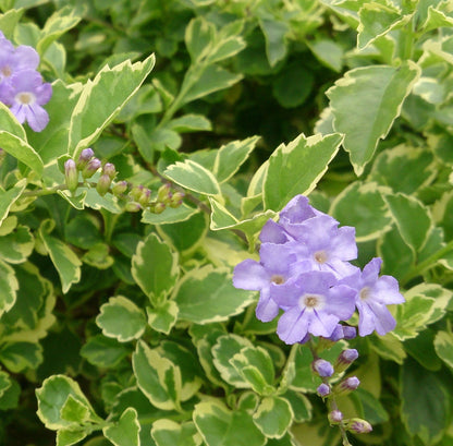 Duranta Erecta (Variegated Sky Flower) Ornamental Live Plant