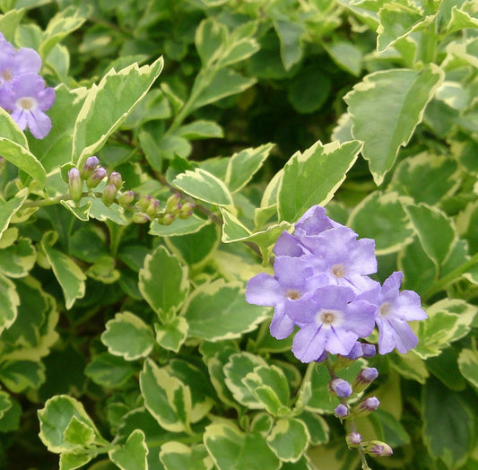 Duranta Erecta (Variegated Sky Flower) Ornamental Live Plant