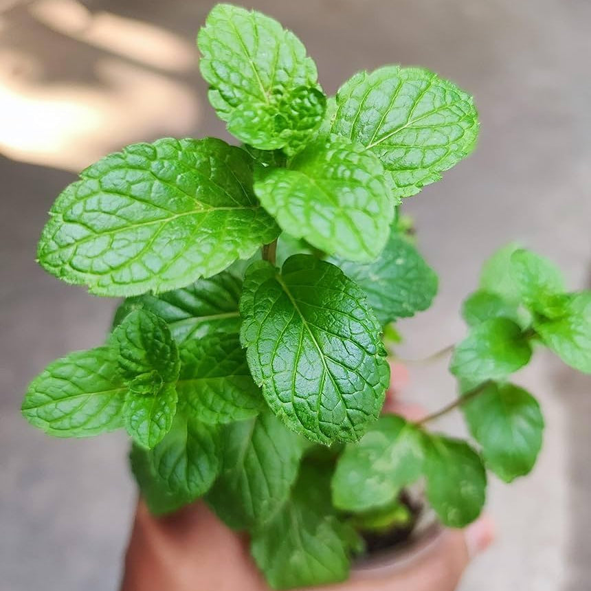 Mint (Pudhina) Live Plant