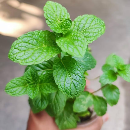 Mint (Pudhina) Live Plant