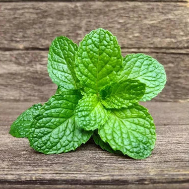 Mint (Pudhina) Live Plant