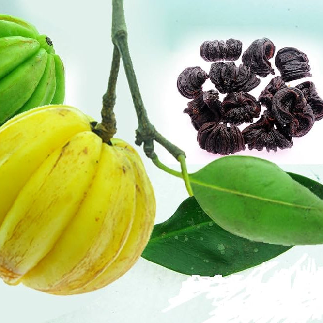 Malabar Tamarind / Kudampuli Bonsai Live  Plant