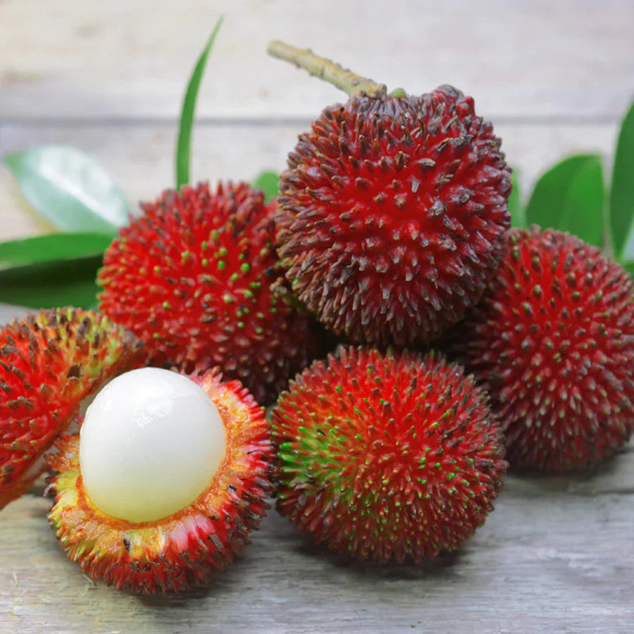 Pulasan Fruit Live Plant (Nephelium Mutabile)