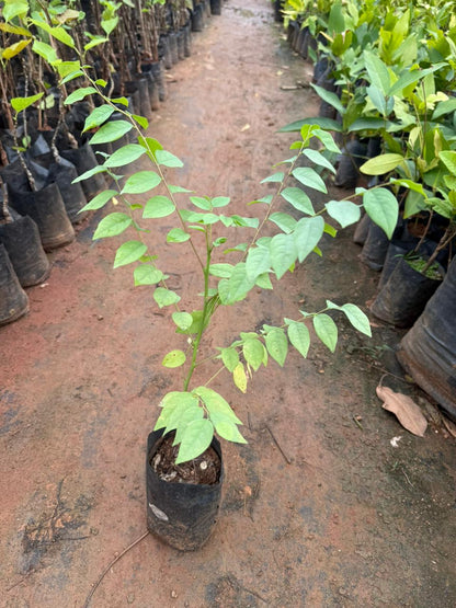 Phyllanthus Acidus  Fruit Live Plant