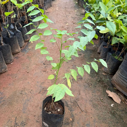 Phyllanthus Acidus  Fruit Live Plant