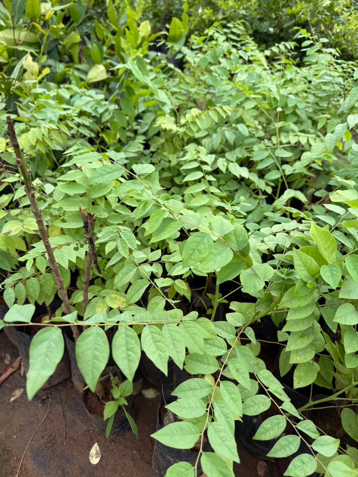 Phyllanthus Acidus  Fruit Live Plant