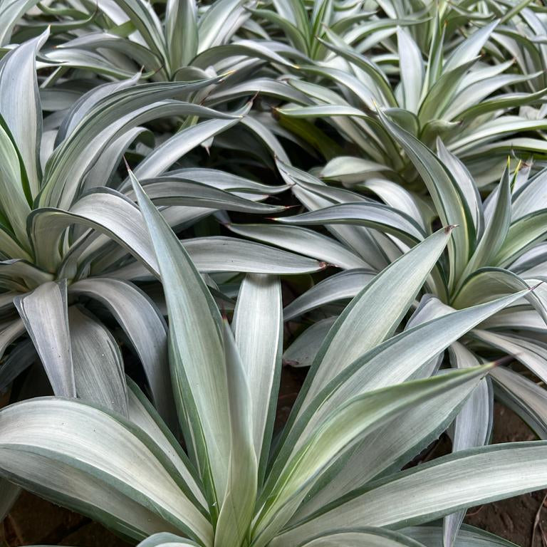 Agave Live Plant