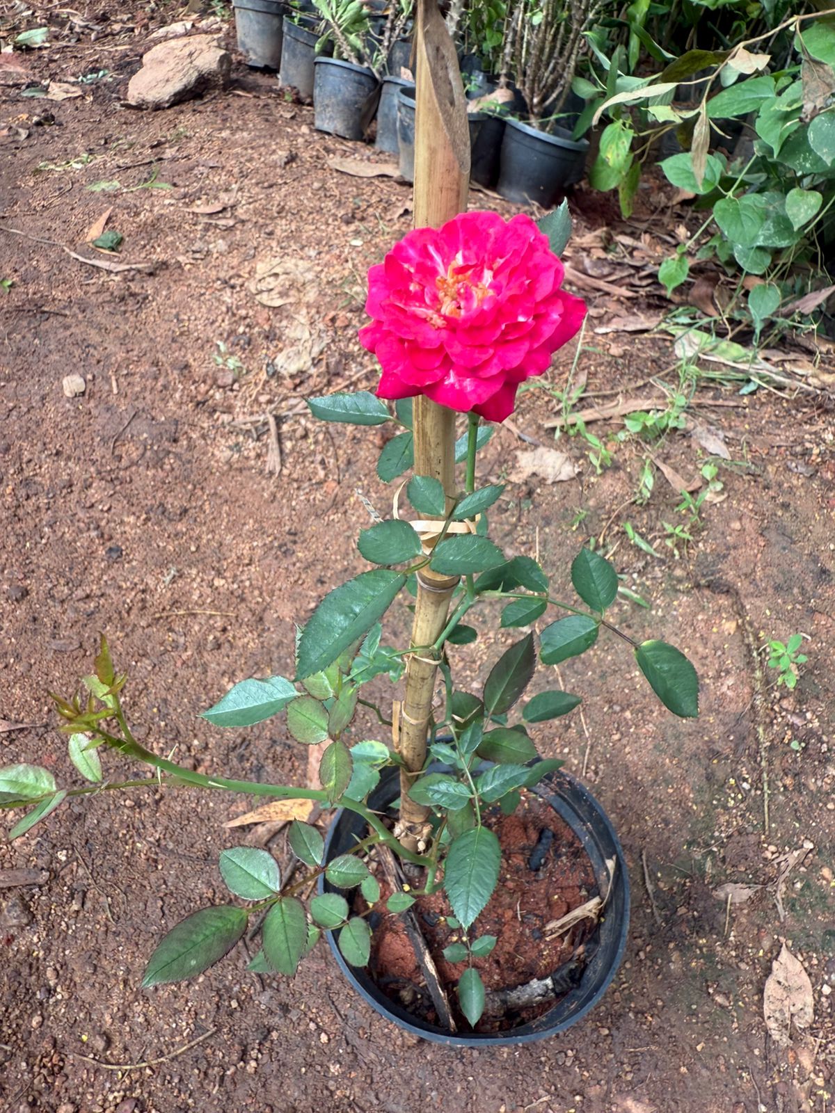 Ramblin Red Creeper/Climber Rose Live Plant
