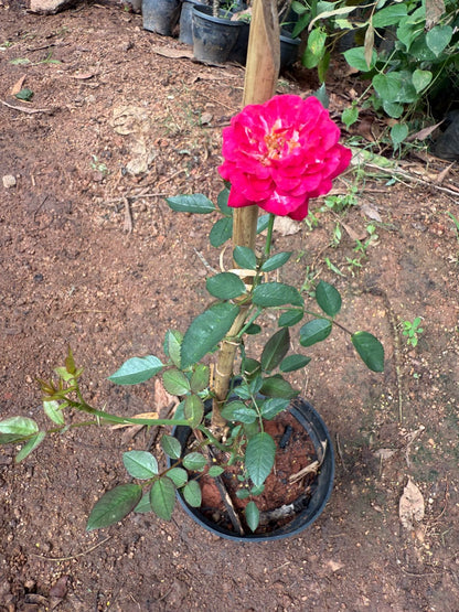 Ramblin Red Creeper/Climber Rose Live Plant