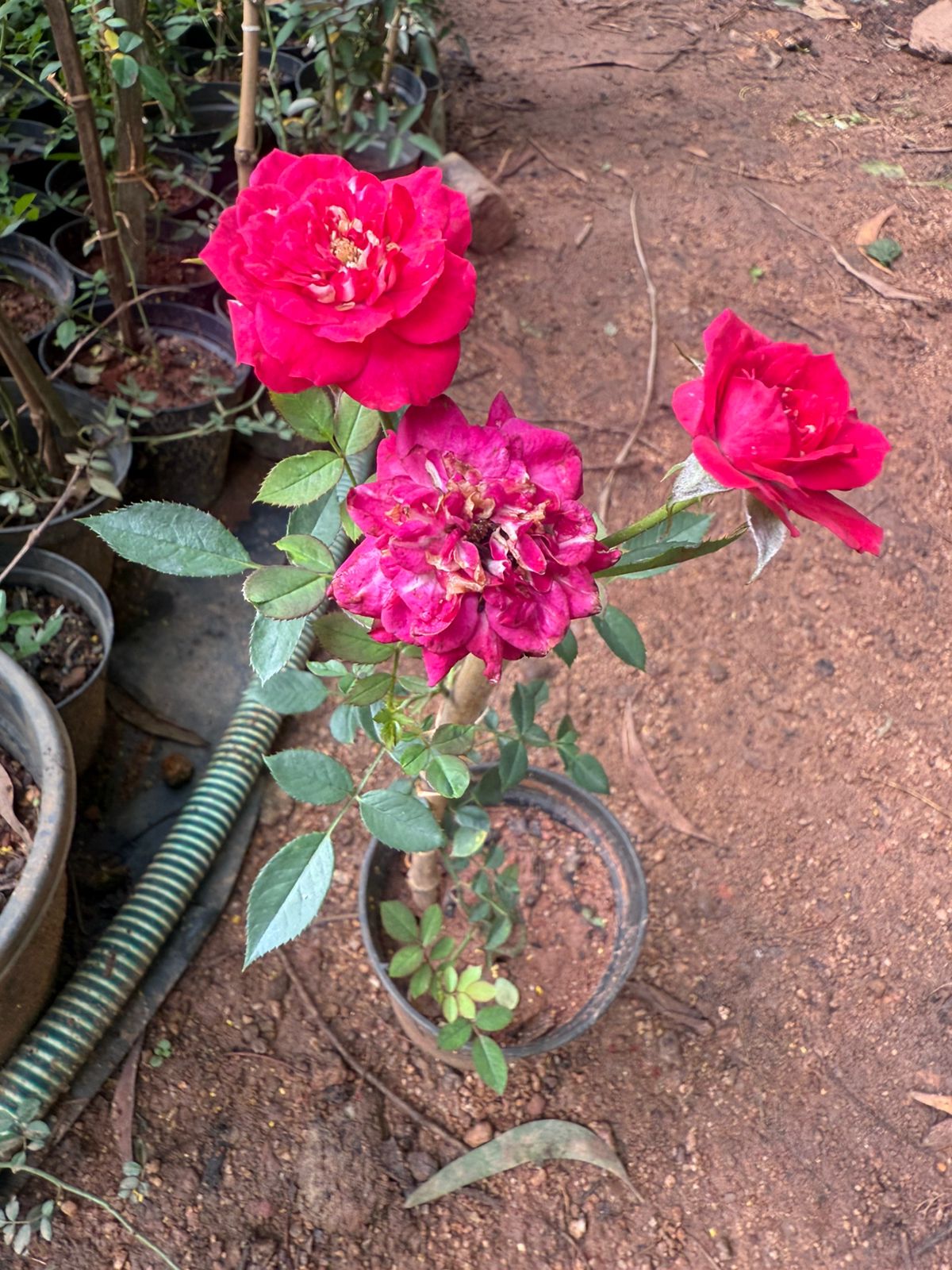 Ramblin Red Creeper/Climber Rose Live Plant