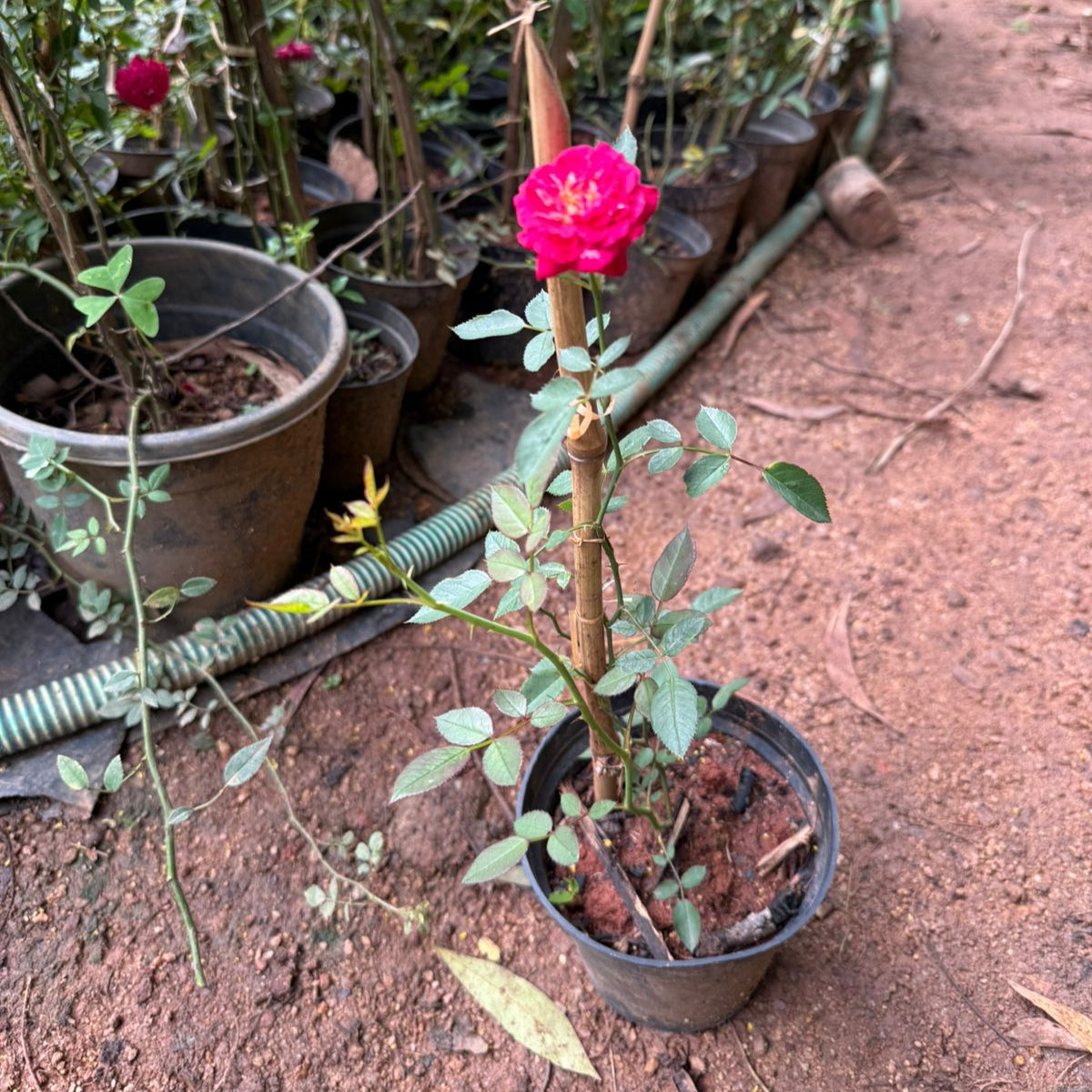 Ramblin Red Creeper/Climber Rose Live Plant