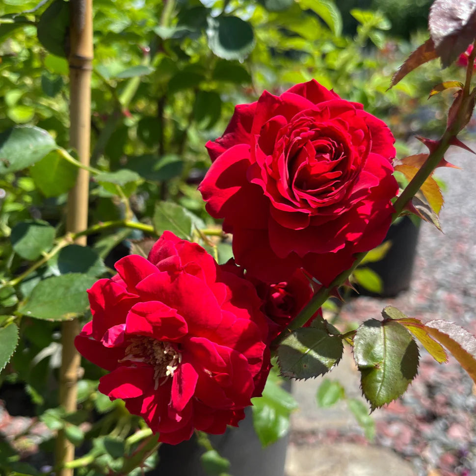 Ramblin Red Creeper/Climber Rose Live Plant