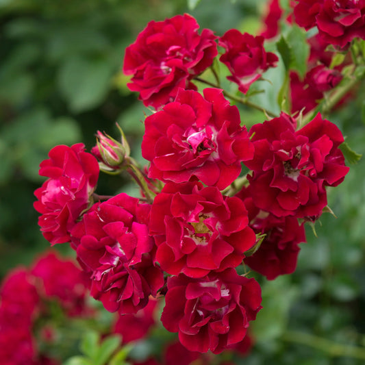 Ramblin Red Creeper/Climber Rose Live Plant