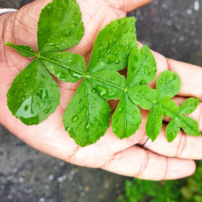 13 Leaves (Trayodasha-patra) Raja Maha Vilvam Plant