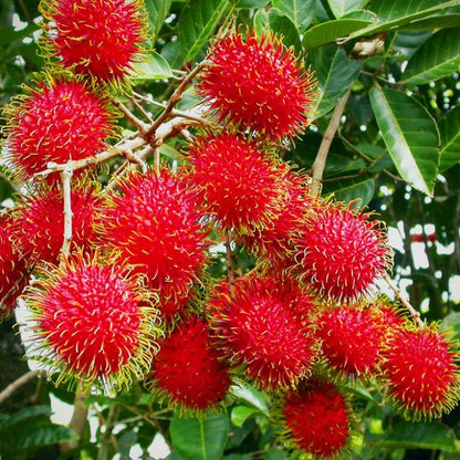 Rambutan N18 Tropical Grafted Fruit Plant