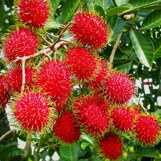 Rambutan N18 Tropical Grafted Fruit Plant