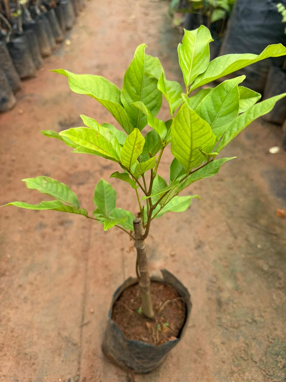 Rambutan N18 Tropical Grafted Fruit Plant