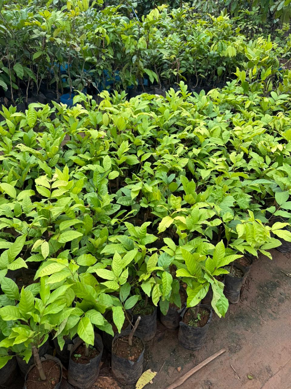 Rambutan N18 Tropical Grafted Fruit Plant