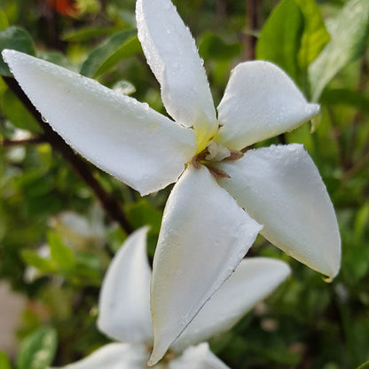 Randia Formosa Rare highly fragrant All Time Flowering Live Plant