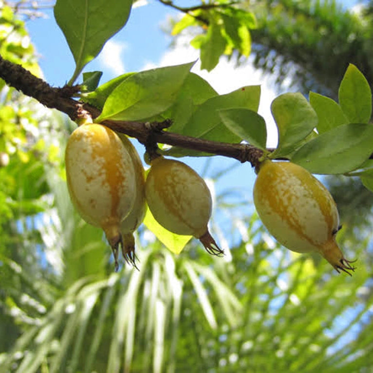 Blackberry Jam Fruit Live Plant