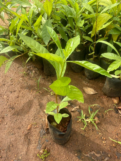 Blackberry Jam Fruit Live Plant