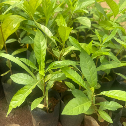 Randia Formosa Rare highly fragrant All Time Flowering Live Plant