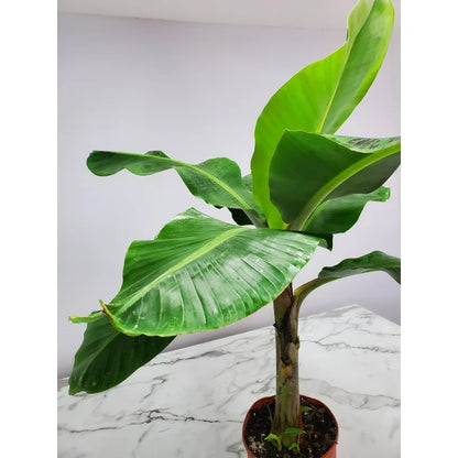 Rasakadali Banana Live Plant