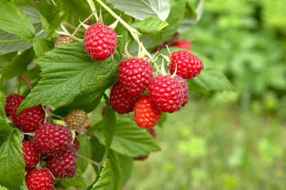 Raspberry (Rubus idaeus) Live Plant