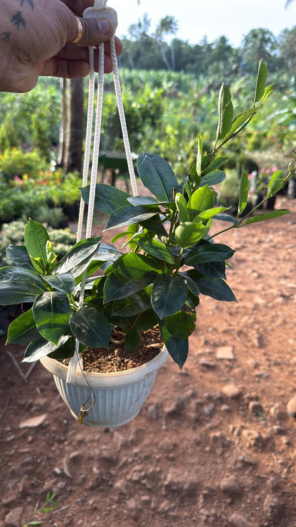 Red Mandevilla / Rocktrumpet Flowering Live Plant