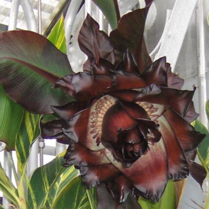 Abyssinian banana /'Maurelii' Rare Fruit Live Plant