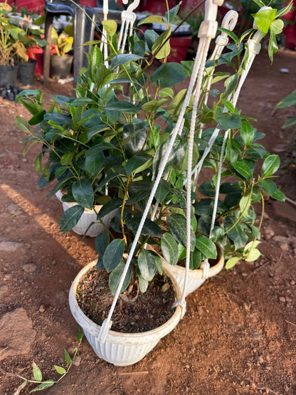 Red Mandevilla / Rocktrumpet Flowering Live Plant