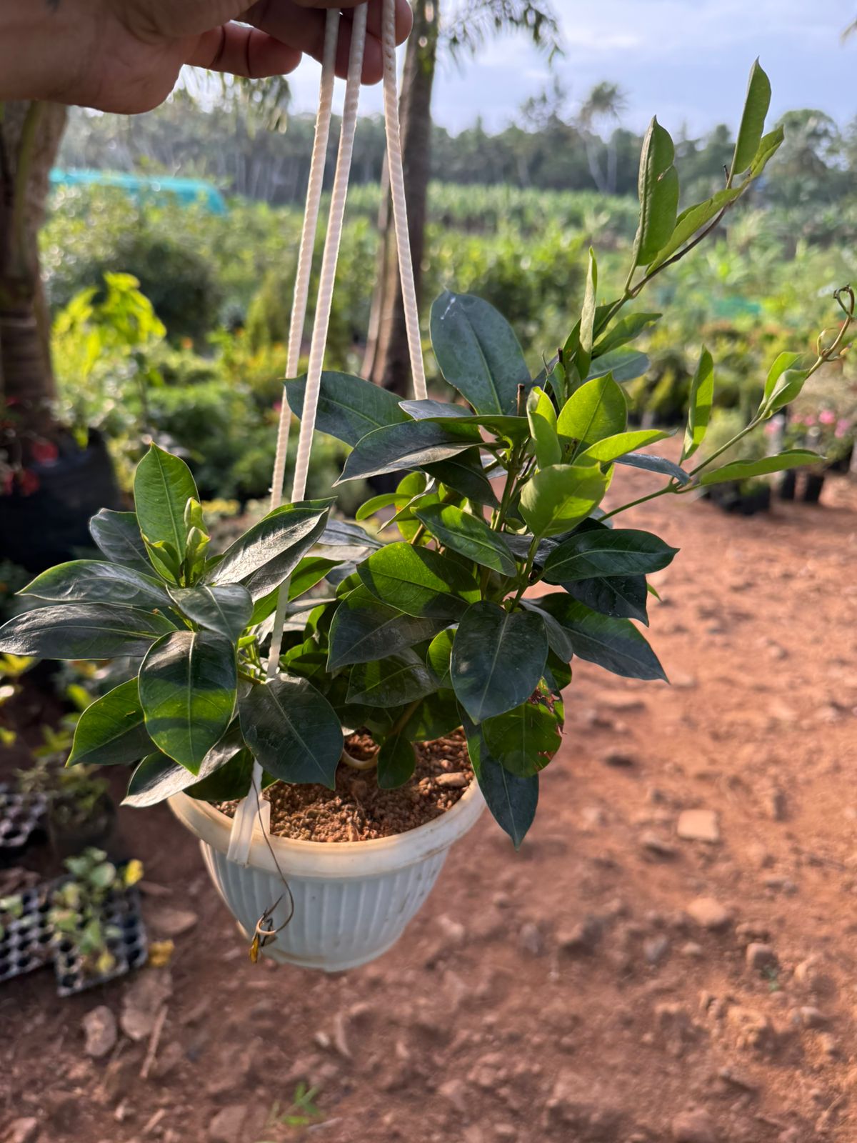 Red Mandevilla / Rocktrumpet Flowering Live Plant