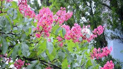 Red Horse-Chestnut Tree (Aesculus x carnea) Rare Live Plant