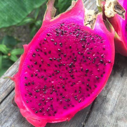 Dragon Fruit Original Red Sweet Variety Rooted Plant