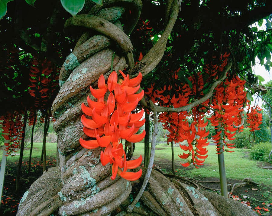 Nema/Blue Jade Vine (Strongylodon macrobotrys) & Red Jade Vine (Mucuna Bennettii) Combo Live Plants